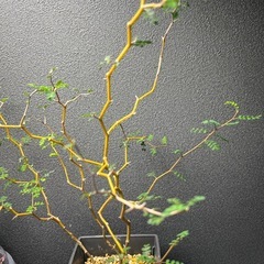 ソフォラミクロフィラリトルベイビー　観葉植物　レアの画像