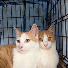 茶白ブラザーズ🐈