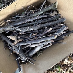 伐採した木の枝の画像