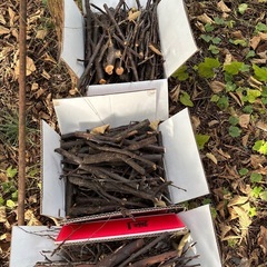 伐採した木の枝の画像