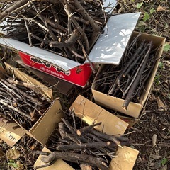 伐採した木の枝の画像