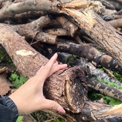 伐採した木をあげます。の画像