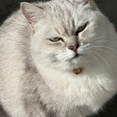 アメリカンショートヘアー　