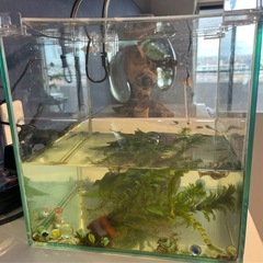 グッピー12匹付き25cm水槽 の画像