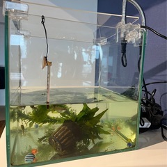 グッピー12匹付き25cm水槽 の画像