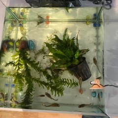 グッピー12匹付き25cm水槽 の画像
