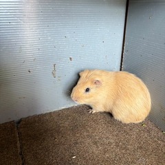 モルモット２０匹オス、メス、子供　ミックス