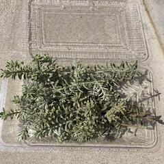 ウエストリンギア　スモーキーホワイト　カット　枝 　挿し木の画像