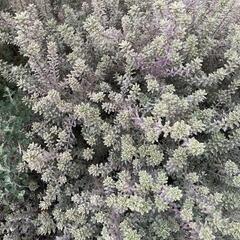 ウエストリンギア　スモーキーホワイト　カット　枝 　挿し木の画像