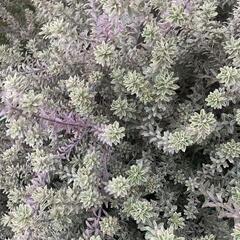 ウエストリンギア　スモーキーホワイト　カット　枝 　挿し木の画像