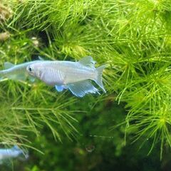 メダカ　ユニコーン　ペアの画像