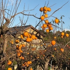 5キロ　約30個　無農薬　甘柿の画像