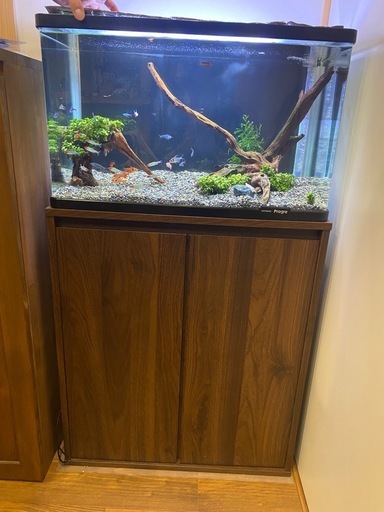 ６０センチ水槽すぐに始められるフルセット！詳しい詳細載せました。