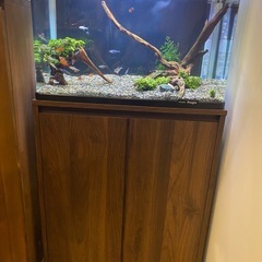 ６０センチ水槽すぐに始められるフルセット！の画像