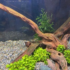 ６０センチ水槽すぐに始められるフルセット！の画像