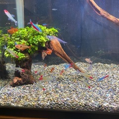 ６０センチ水槽すぐに始められるフルセット！の画像