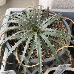 デッキア3株➕おそらくブルーパシフィック
の画像