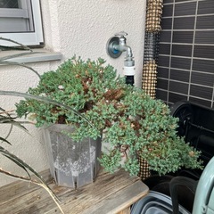 デッキア3株➕おそらくブルーパシフィック
の画像