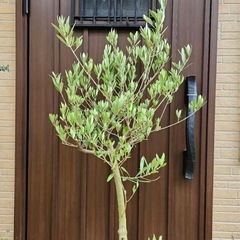 オリーブ　植木　庭木　苗　鉢植え　植物の画像