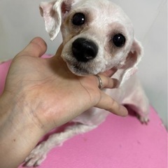 トイプードル　4歳　女の子