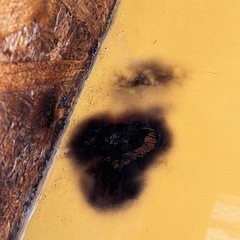 木製爬虫類ゲージの画像