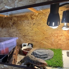 木製爬虫類ゲージの画像