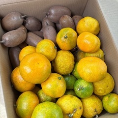 キウイフルーツ、本ゆず、みかん
