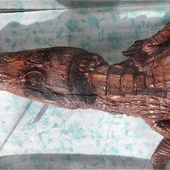 ワニ模型 剥製？　全長約120cm ディスプレイ インテリア 標本 置物の画像