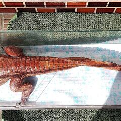 ワニ模型 剥製？　全長約120cm ディスプレイ インテリア 標本 置物の画像
