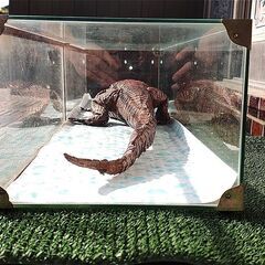 ワニ模型 剥製？　全長約120cm ディスプレイ インテリア 標本 置物の画像