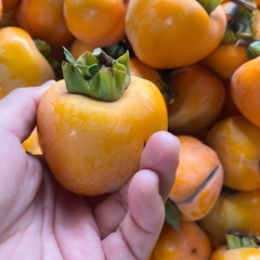 干し柿　エボ柿　一個の金額の画像