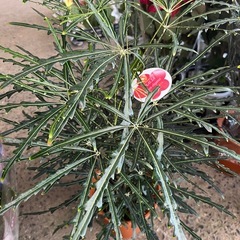 観葉植物カンボジアナ🪴の画像