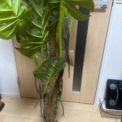 【同アカウント他商品を値引いてセット販売可能】観葉植物(フェイクグリーン)※本物の植物ではありません！の画像