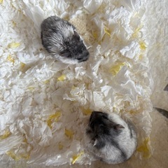 ジャンガリアンハムスター　マーブル　