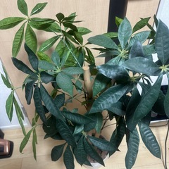 【同アカウント他商品を値引いてセット販売可能】観葉植物②(フェイクグリーン)※本物の植物ではありません！の画像