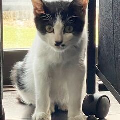 11/4 保護猫★生後2ヵ月? 白黒 健康 性別不明 おっとり