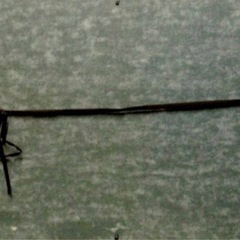 書　【　屋久耕仙　『日々是好日』　紙本　扁額　肉筆の画像