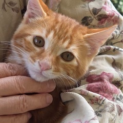 子猫兄妹　2ヶ月