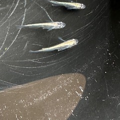 メダカ 古龍系黒幹之ロゼ 1ペア＋メス 若魚の画像