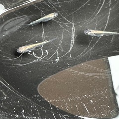 メダカ 古龍系黒幹之ロゼ 1ペア＋メス 若魚の画像