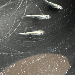 メダカ 古龍系黒幹之ロゼ 1ペア＋メス 若魚の画像
