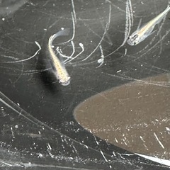 メダカ 古龍系黒幹之ロゼ 1ペア＋メス 若魚の画像