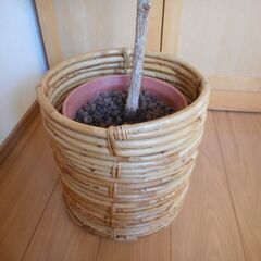 【無料】観葉植物 ゴムの木 差し上げます（鉢・鉢カバー付き）の画像