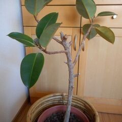 【無料】観葉植物 ゴムの木 差し上げます（鉢・鉢カバー付き）の画像
