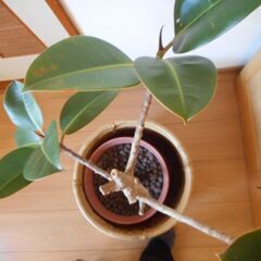 【無料】観葉植物 ゴムの木 差し上げます（鉢・鉢カバー付き）の画像