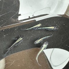 メダカ 古龍系黒幹之ロゼ 2ペア＋メス ミドルクラスの画像