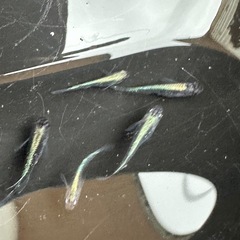 メダカ 古龍系黒幹之ロゼ 2ペア＋メス ミドルクラスの画像