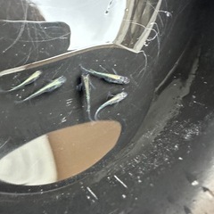 メダカ 古龍系黒幹之ロゼ 2ペア＋メス ミドルクラスの画像