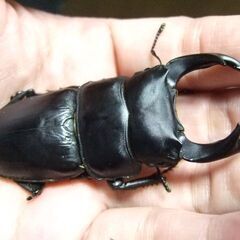 奈良県産オオクワガタ F1 ♂72.2ミリ ♀45.4ミリ ペアの画像