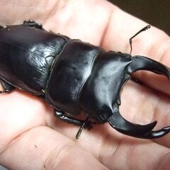 奈良県産オオクワガタ F1 ♂72.2ミリ ♀45.4ミリ ペアの画像